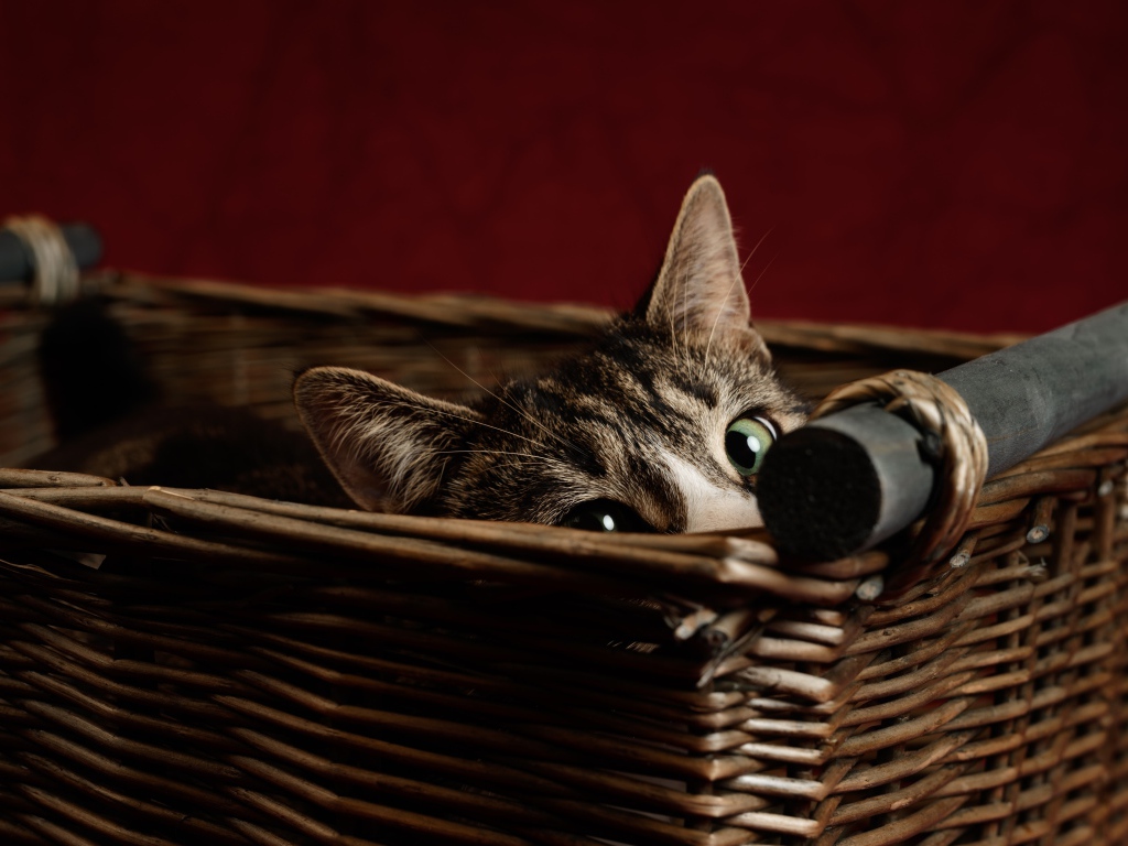 Серый кот с зелеными глазами прячется в корзине