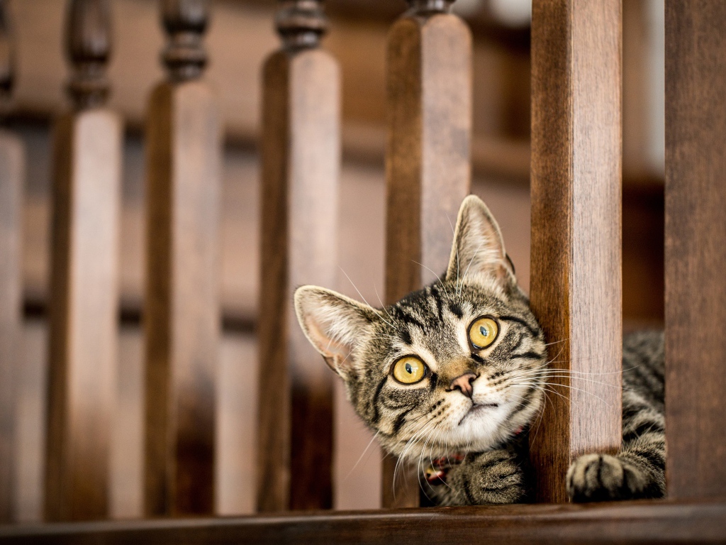 Серый кот с желтыми глазами выглядывает у перил 