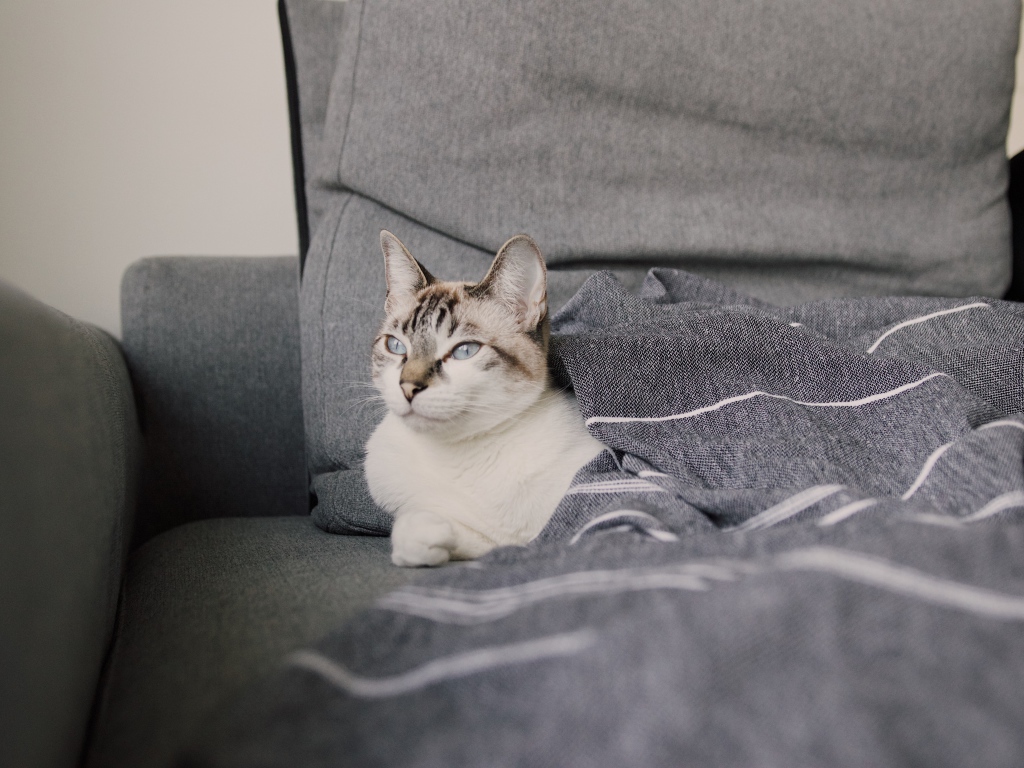 Красивая голубоглазая кошка лежит под одеялом