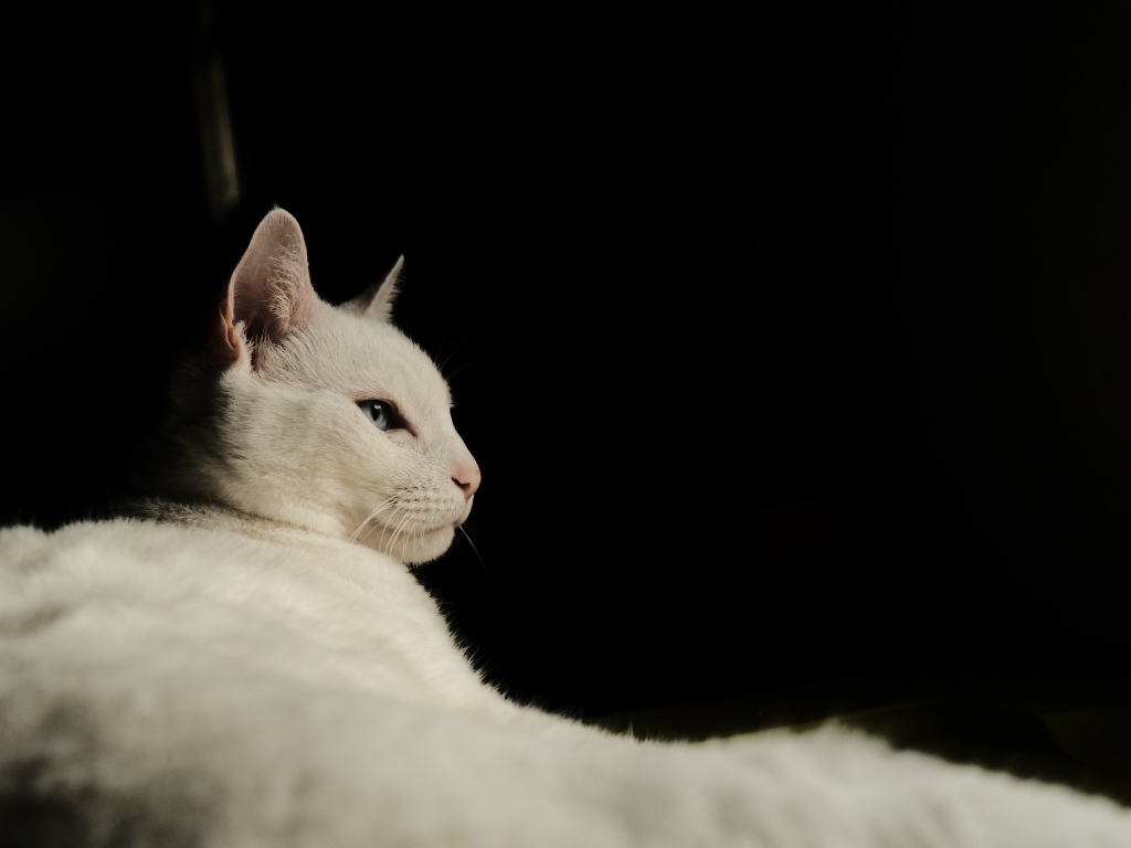 Красивая голубоглазая кошка на черном фоне