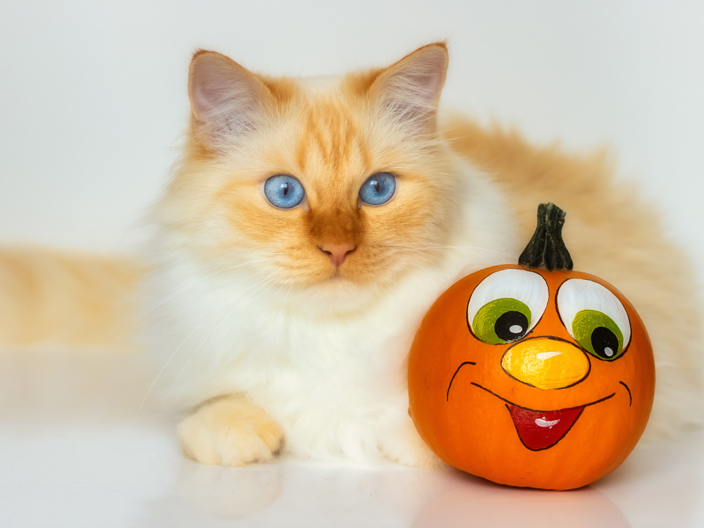 Красивый голубоглазый рыжий кот с игрушкой