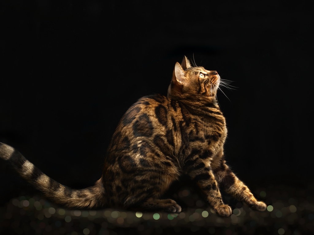 Красивая дорогая бенгальская кошка на черном фоне