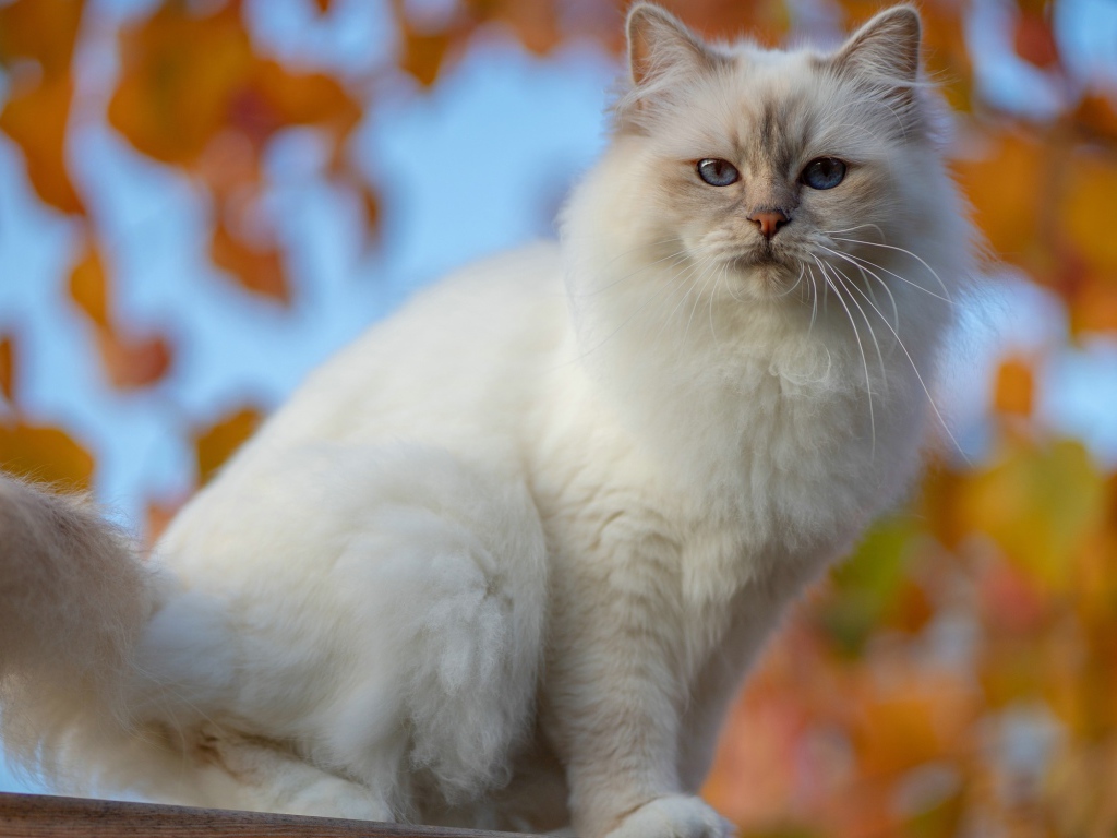 Красивая породистая белая голубоглазая кошка