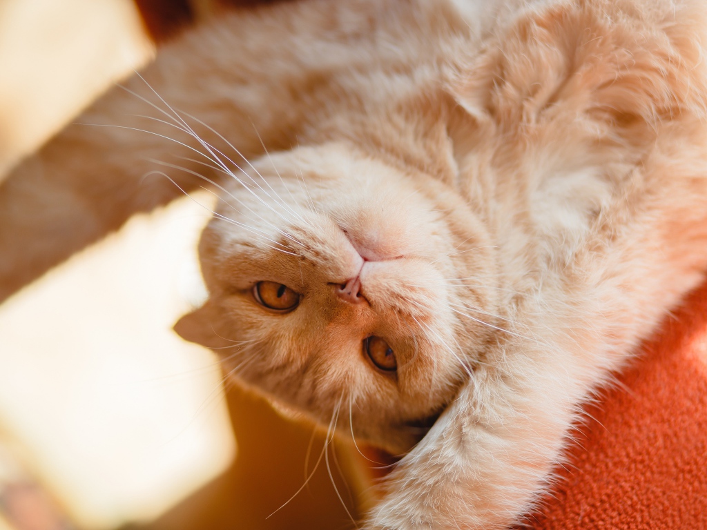 Красивый рыжий кот лежит лапами вверх