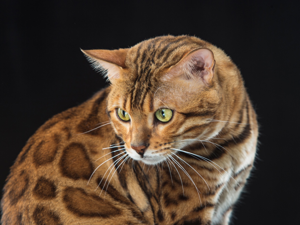 Красивая пятнистая бенгальская кошка на черном фоне 