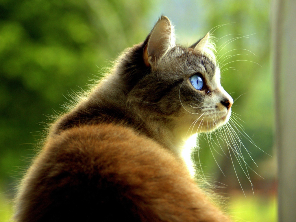 Большой кот с голубыми глазами 