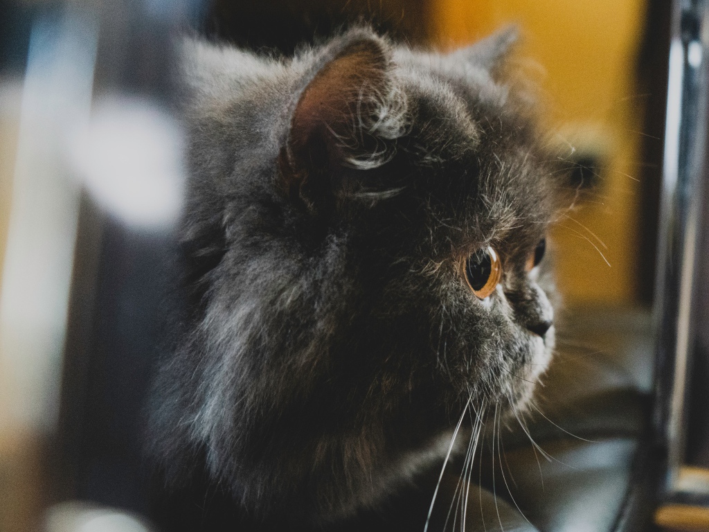 Большой пушистый черный кот с желтыми глазами 