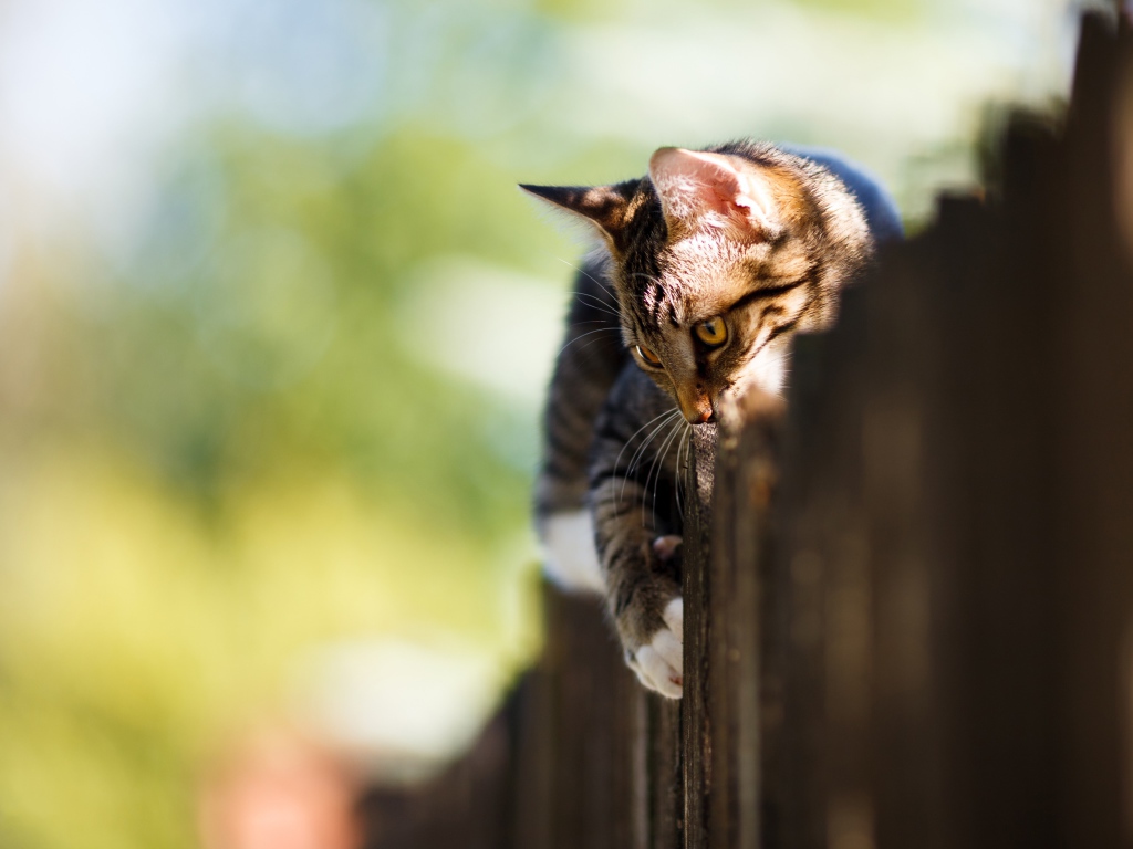 Большой серый кот лежит на заборе 