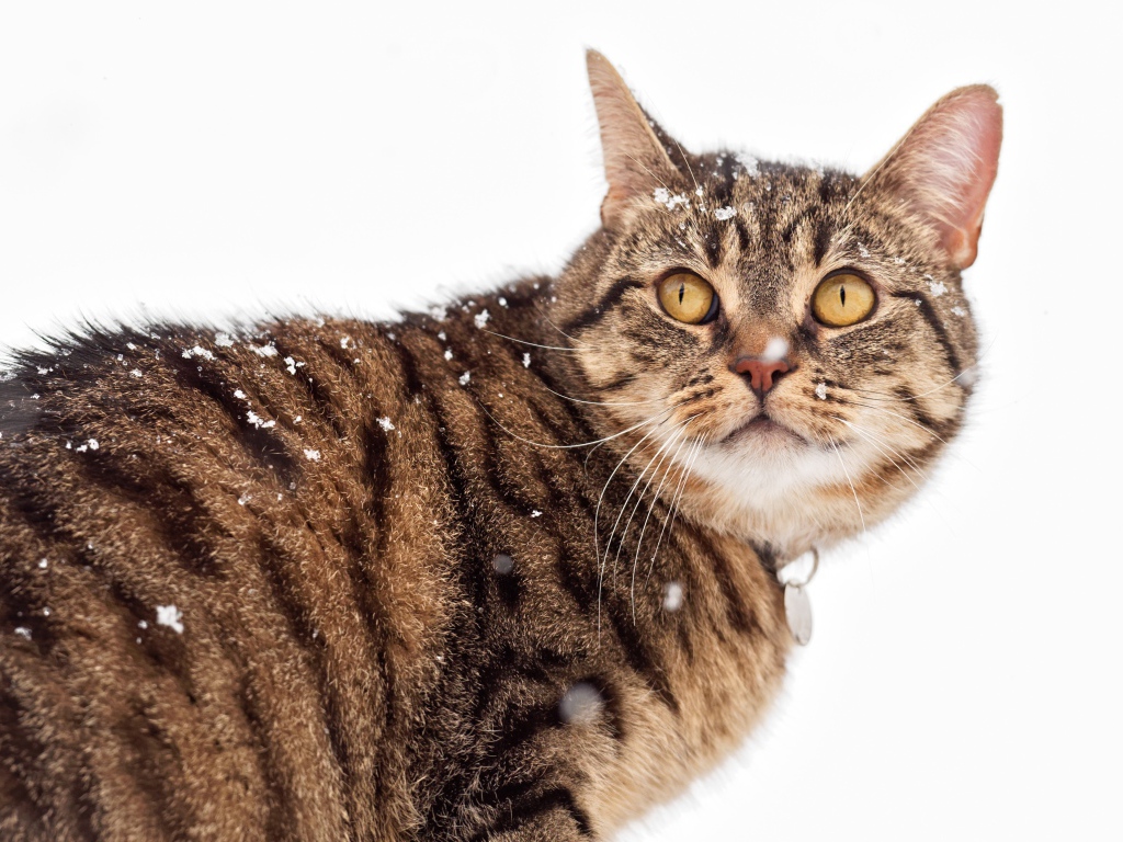 Большой серый кот на улице зимой