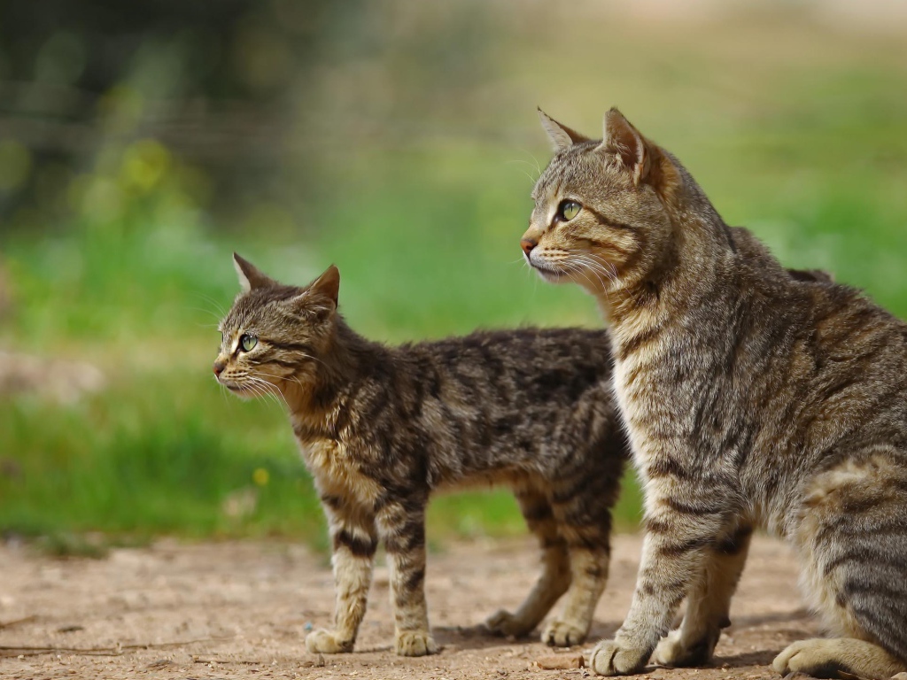 Большая серая кошка с котенком на улице