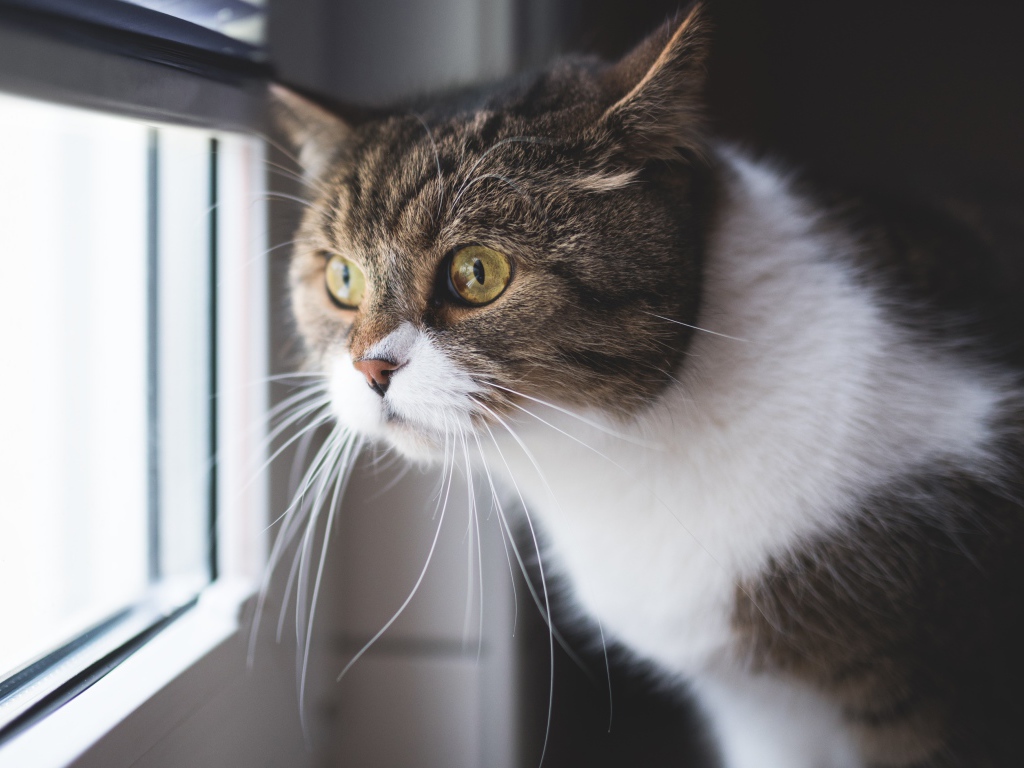 Большой серый с белым кот смотрит в окно 