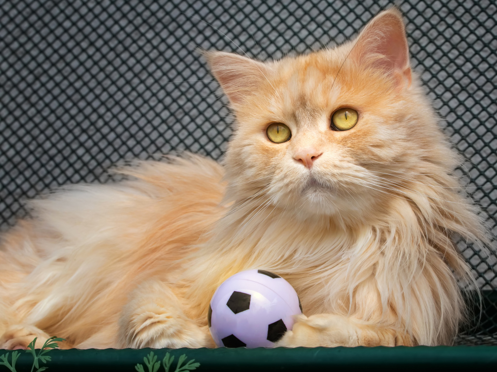 Большой рыжий кот играет с мячиком