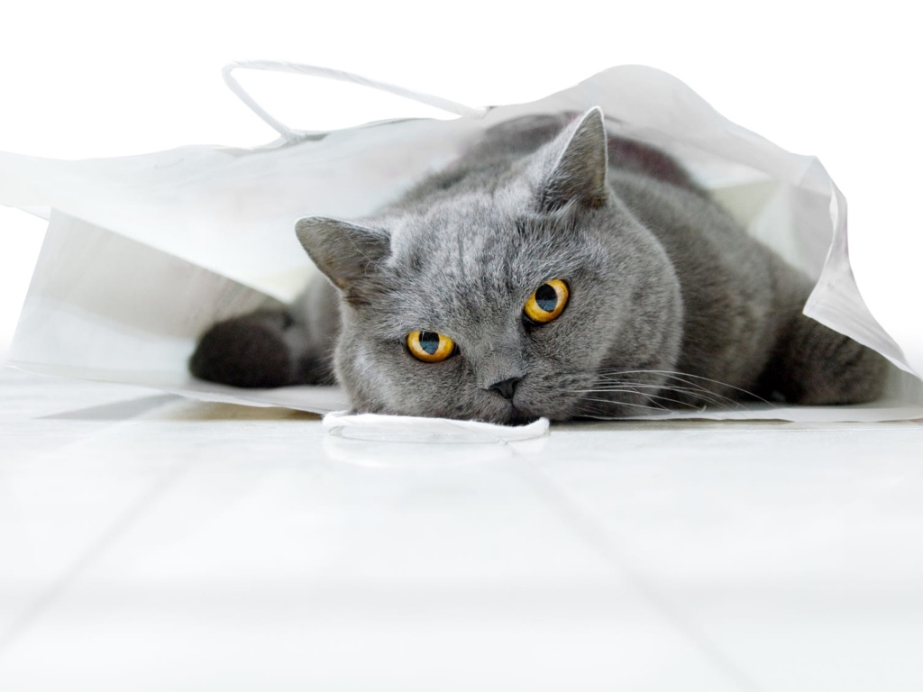 Британский кот лежит в белом пакете 