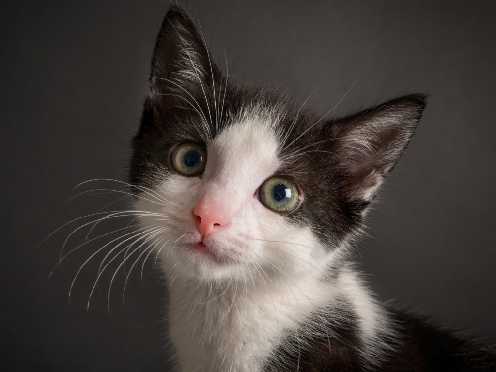 Cute black and white kitten on a gray background