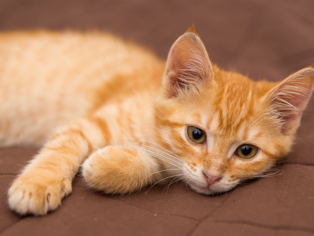 Милый маленький рыжий котенок лежит на диване 