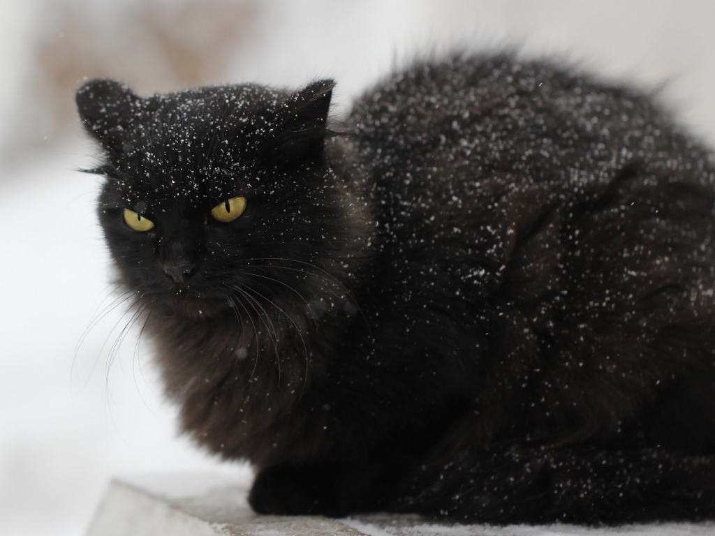 Недовольный черный кот в снегу на улице
