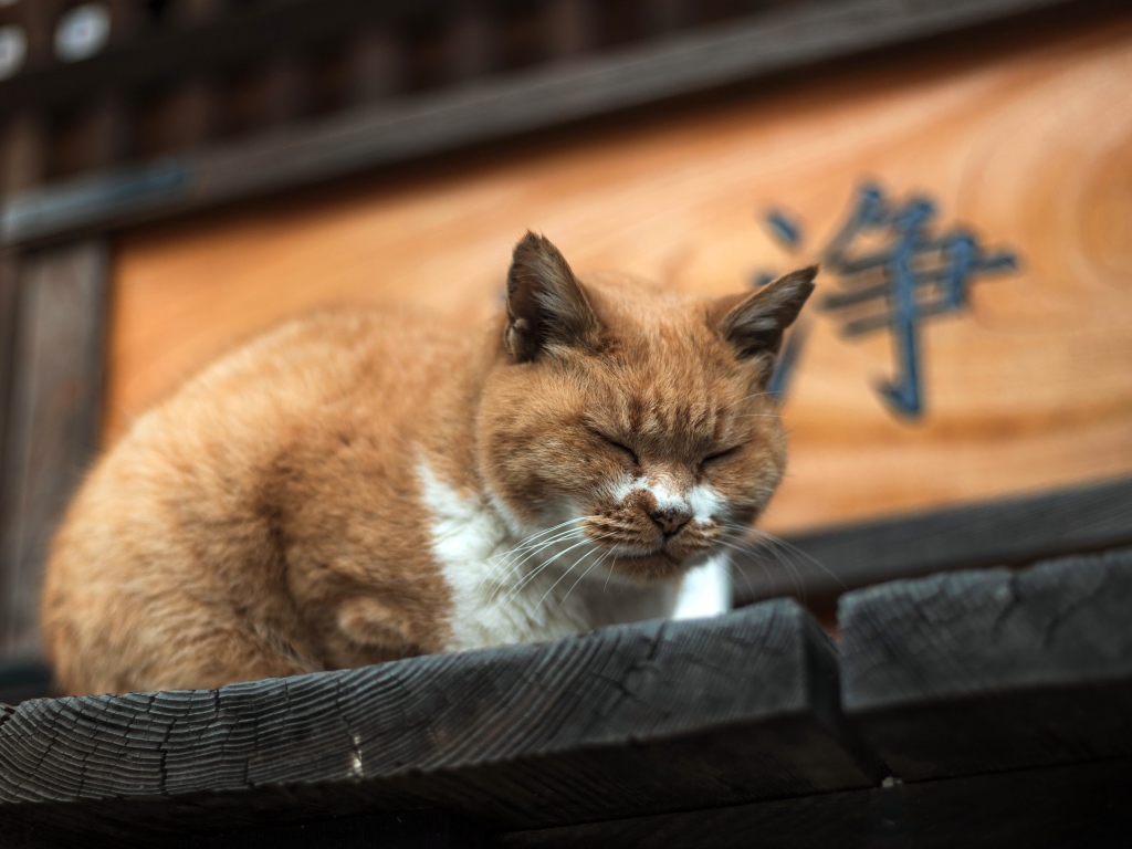 Дремлющий рыжий  кот на деревянном пороге 