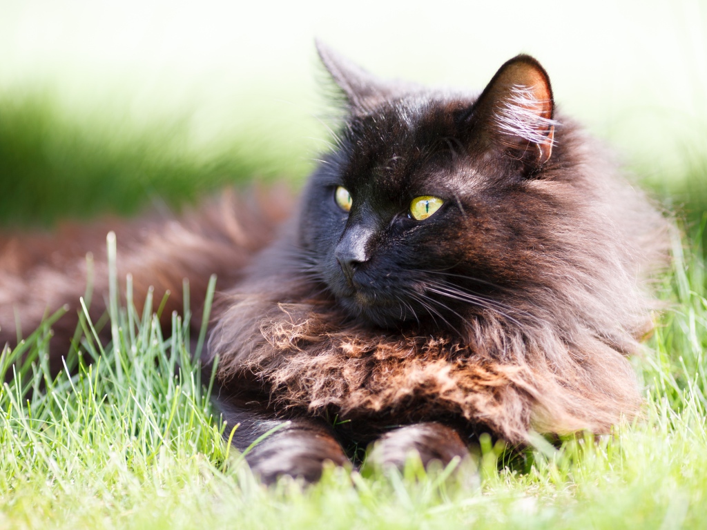 Пушистый черный кот лежит на зеленой траве