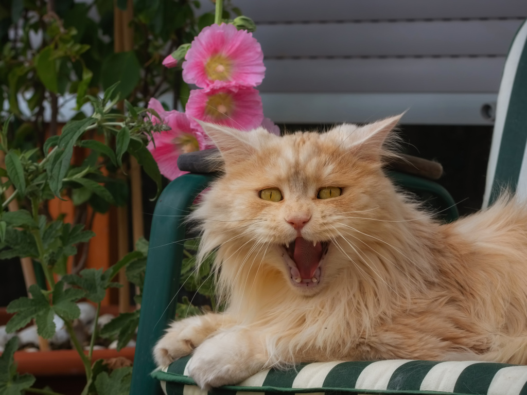 Пушистый рыжий кот зевает в кресле