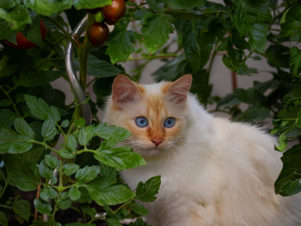 Пушистый породистый голубоглазый кот сидит в помидорах