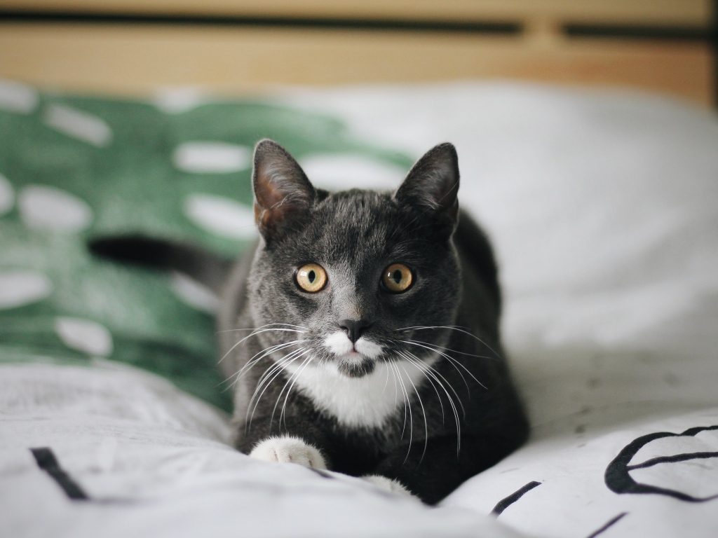 Забавный пепельный кот лежит на кровати 