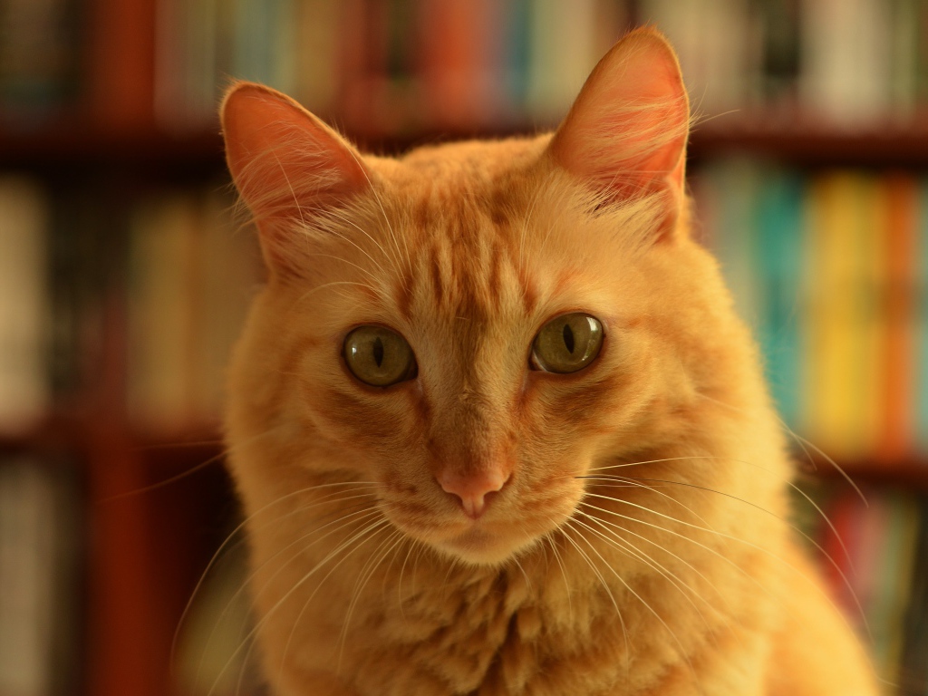 Забавная морда рыжего кота крупным планом 