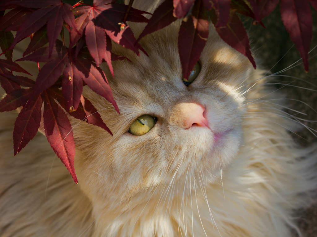 Ginger cat with yellow eyes in red leaves