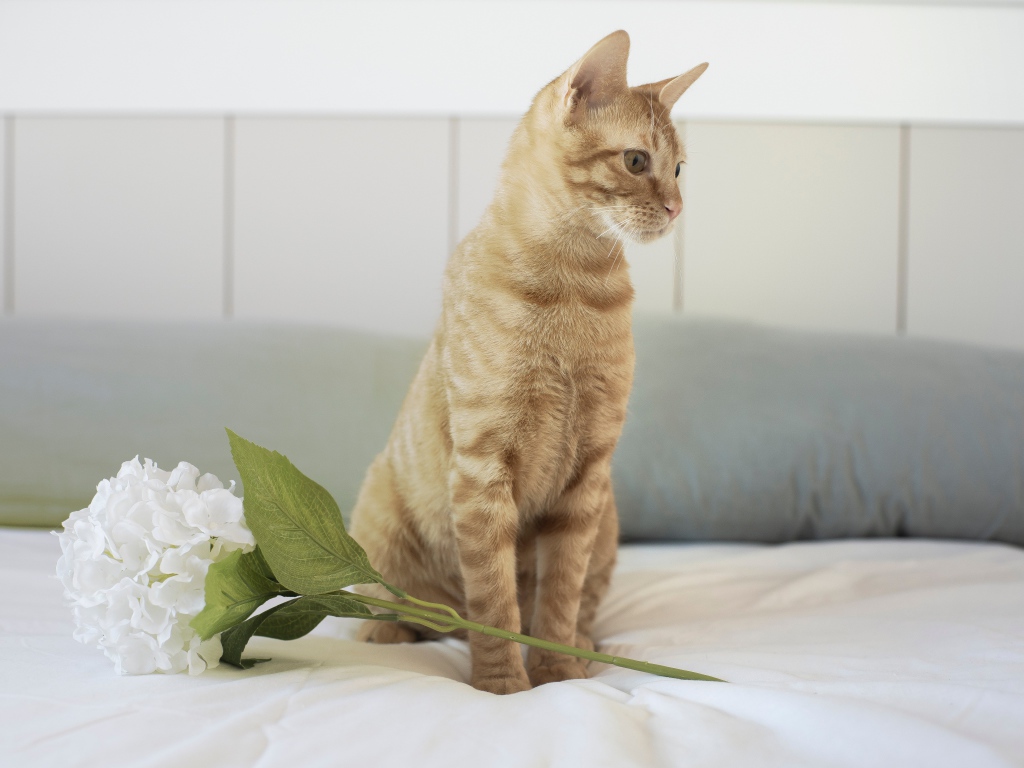 Рыжий котенок с цветком на кровати 