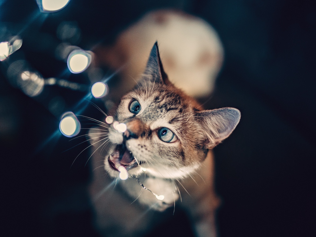 Серый кот кусает гирлянду 