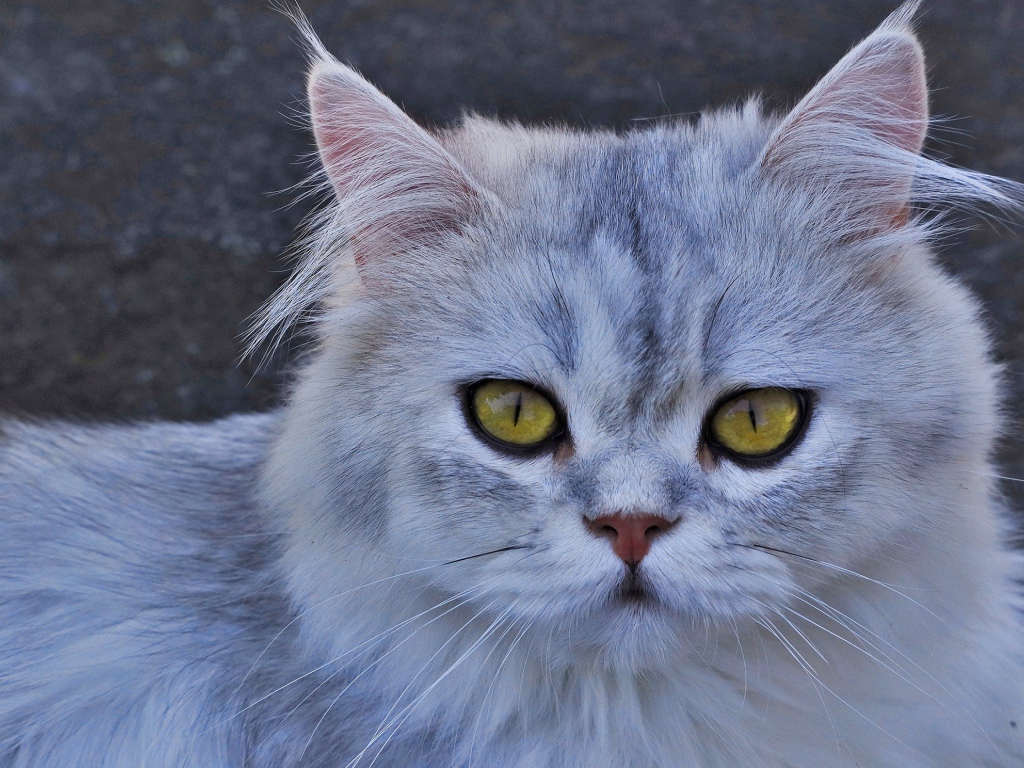 Серая кошка с желтыми глазами 