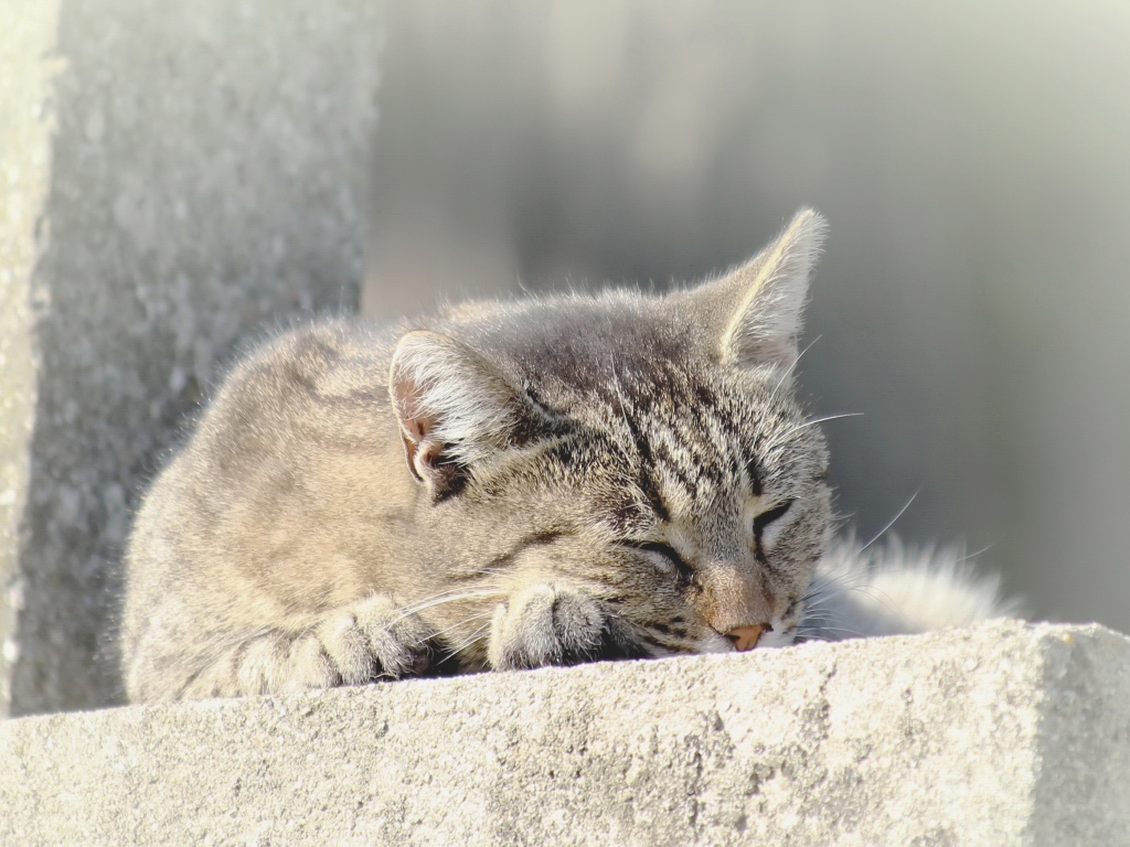 Серый домашний кот спит на улице