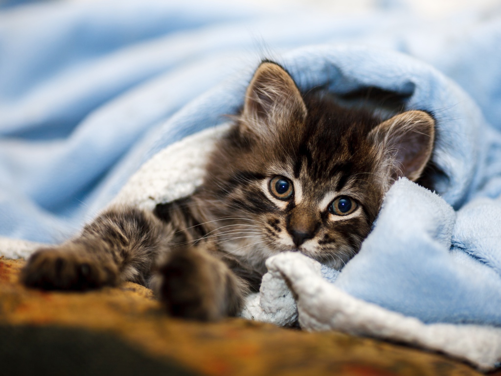 Little gray kitten lies under a blue blanket