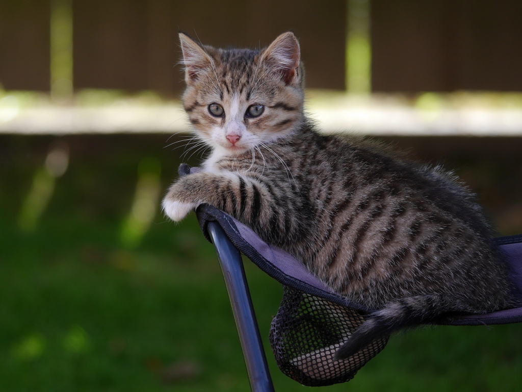 Маленький серый котенок сидит на стуле