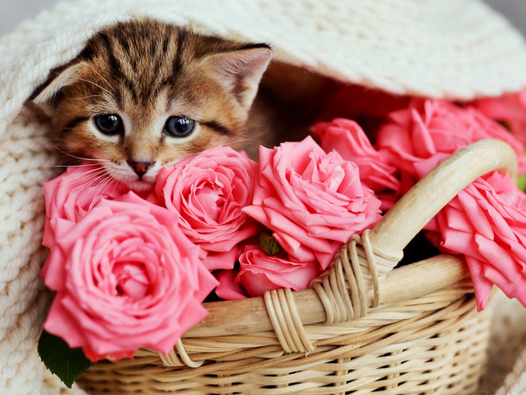 Маленький серый котенок под покрывалом в корзине с розами 