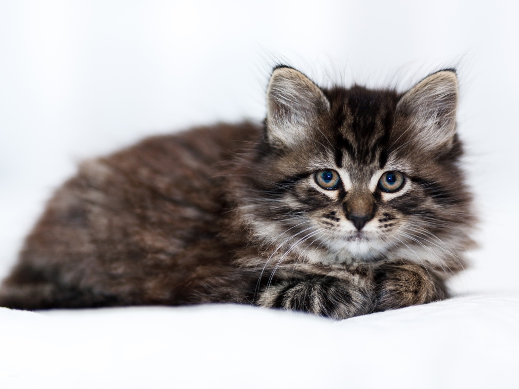 Маленький породистый серый котенок лежит на белом покрывале 