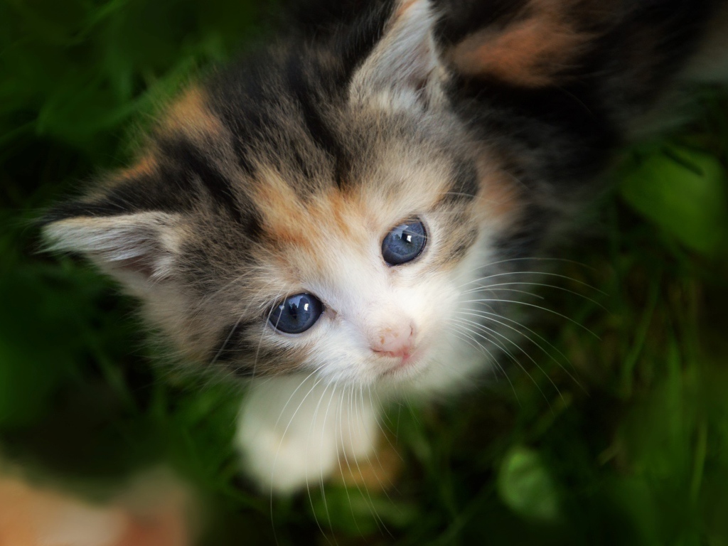 Маленький трехцветный котенок сидит в зеленой траве