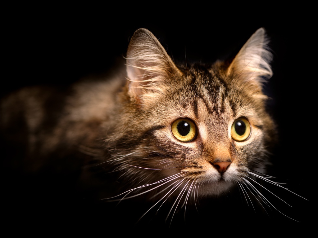 Морда пушистой серой кошки на черном фоне