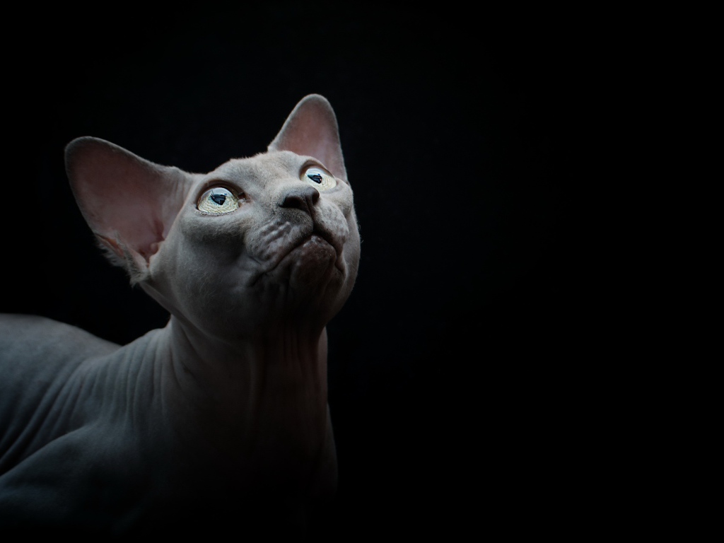 Породистый кот породы сфинкс на черном фоне