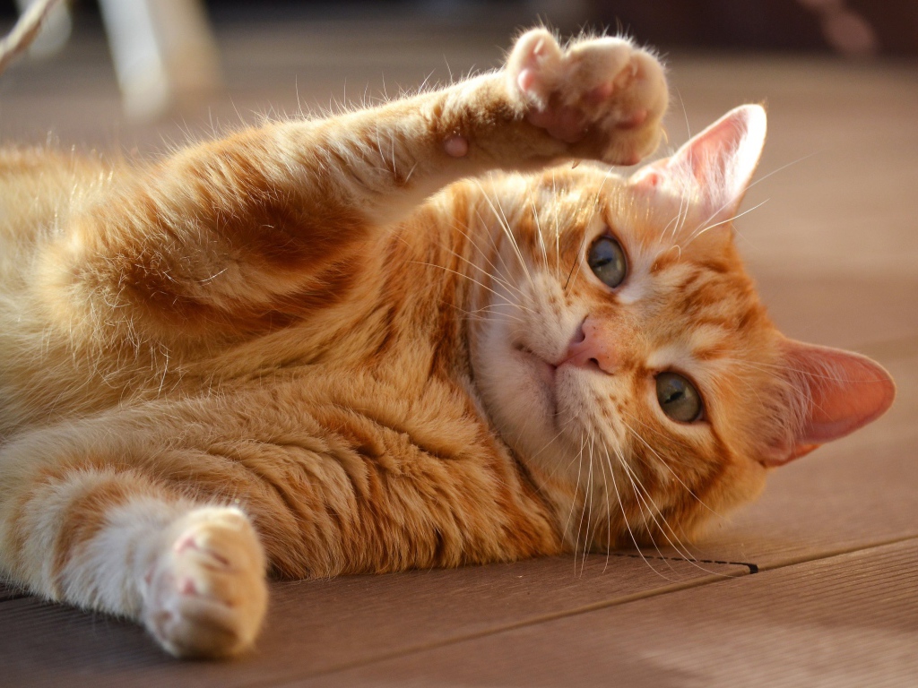 Рыжий кот играет на полу 