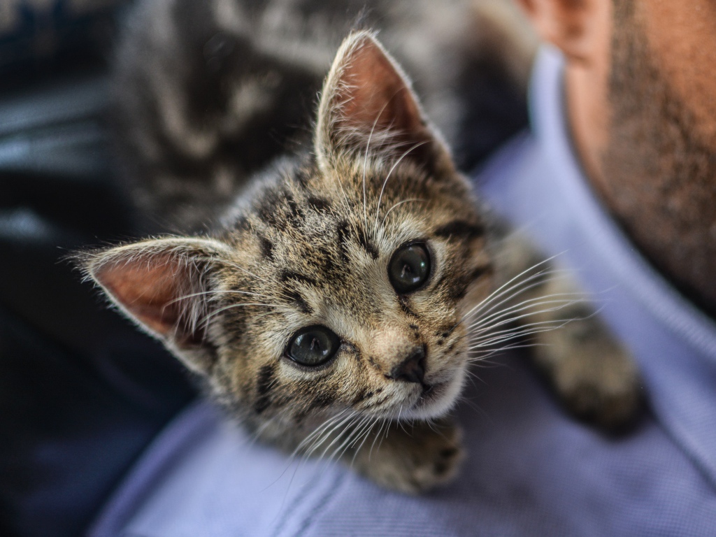 Маленький серый котенок на плече у мужчины