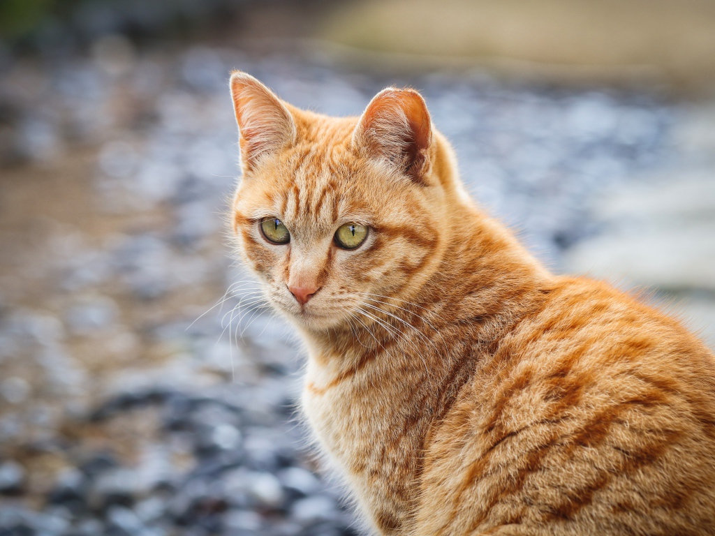 Полосатый рыжий кот смотрит вдаль 
