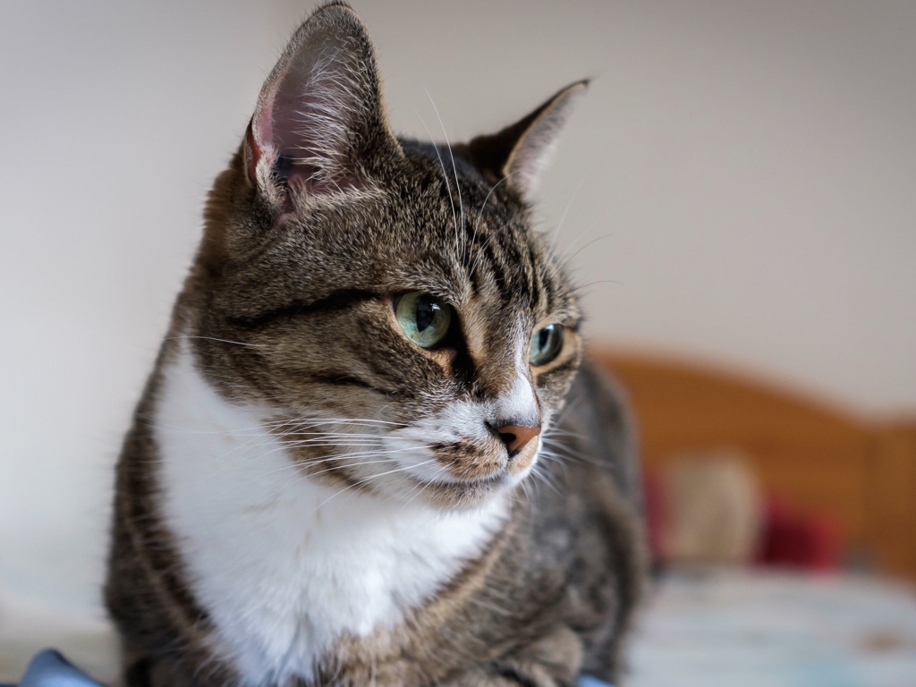 Полосатый серый кот с зелеными глазами на кровати