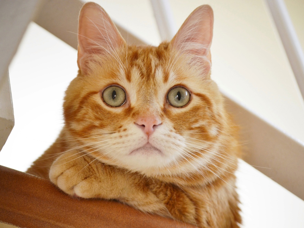 Полосатый рыжий кот смотрит на хозяина