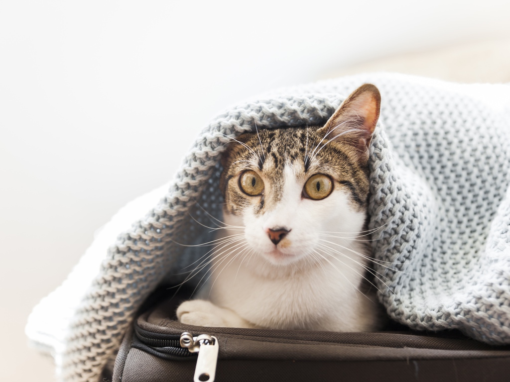 Кот сидит на чемодане под одеялом 