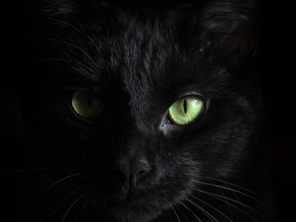 The face of a black cat with green eyes