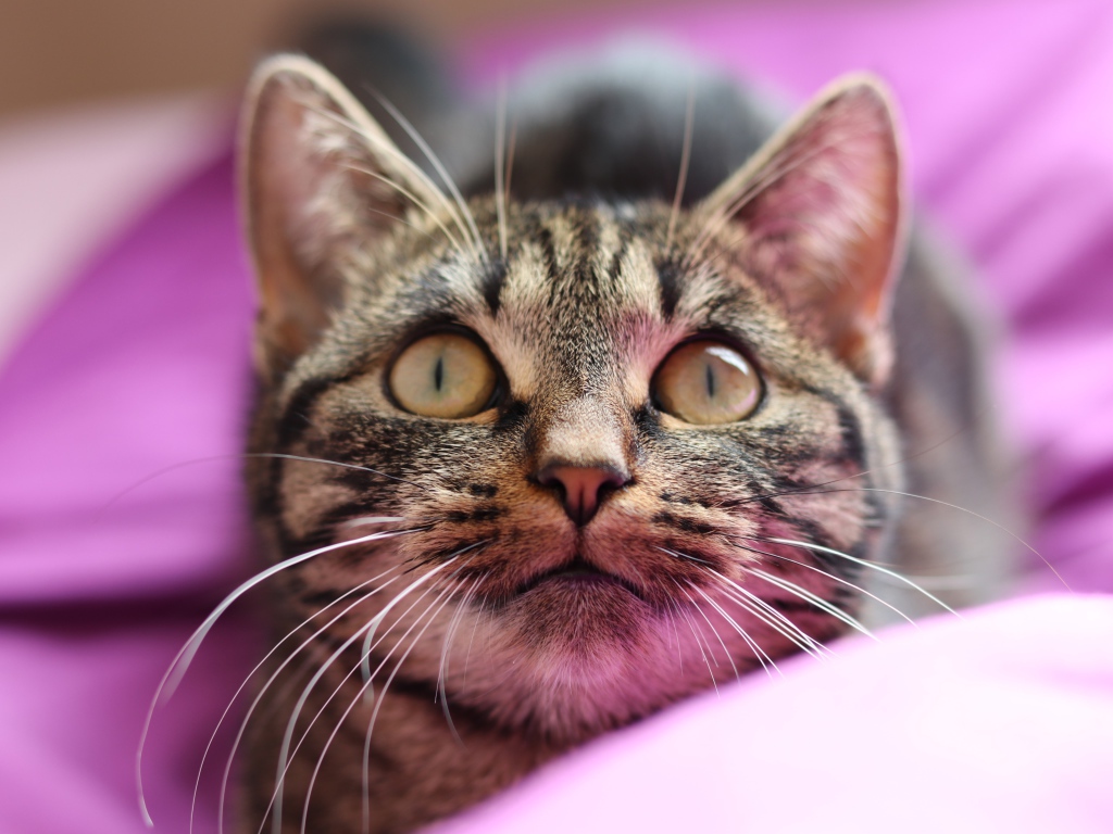Полосатый серый кот лежит на розовом покрывале