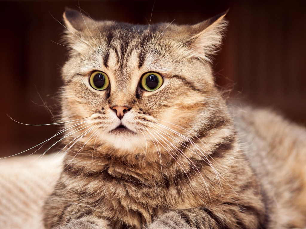 Удивленный серый кот лежит на диване