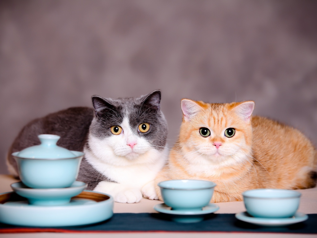 Два кота с чашками на сером фоне