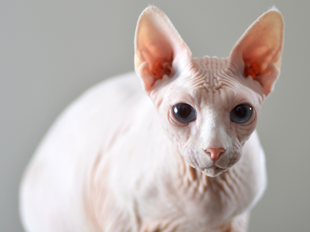 Белый кот породы сфинкс на сером фоне