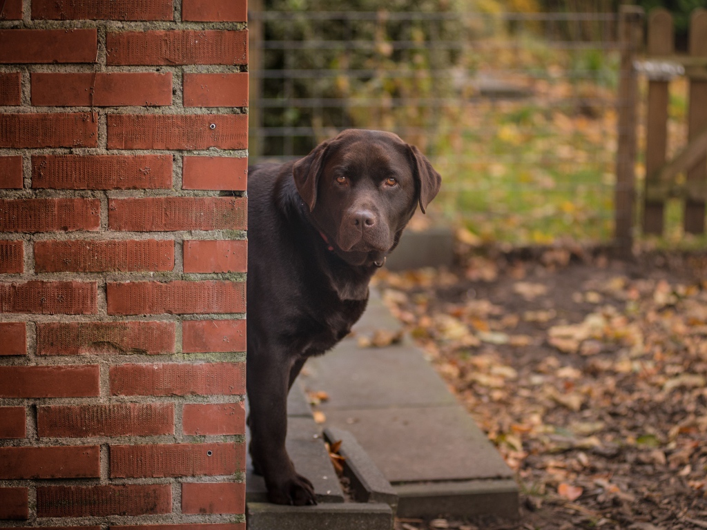 Коричневый лабрадор стоит у  кирпичной стены